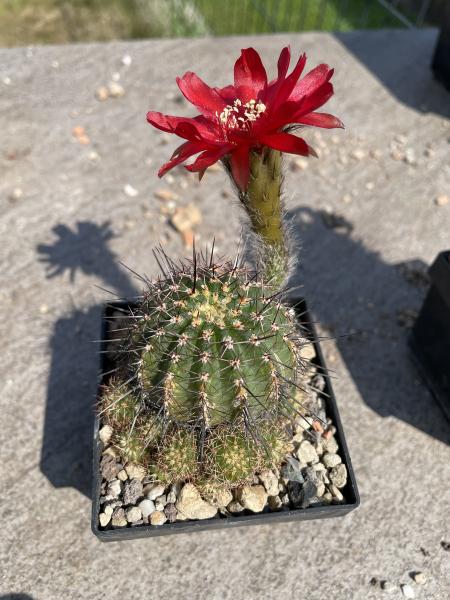 Lobivia hertrichiana